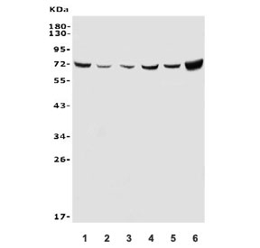 Western blot testing of human 1) HeLa, 2) HepG2, 3) A549, 4) HL-60, 5) Jurkat and 6) ThP-1 cell lysate with ATG7 antibody. Predicted molecular weight: 70-80 kDa.
