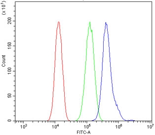 Flow cytometry testing of human A549 cells with MMP28 antibody at 1ug/million cells (blocked with goat sera); Red=cells alone, Green=isotype control, Blue= MMP28 antibody.
