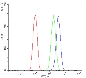 SEZ6L Antibody U-2 OS FACS. Flow cytometry analysis of human U-2 OS cells using SEZ6L antibody demonstrates a distinct rightward fluorescence shift relative to isotype control, supporting expression of SEZ6L in osteosarcoma-derived cells. The observed staining profile is consistent with detection of this tumor-associated transmembrane signaling protein in membrane-associated cellular compartments. Red=cells alone, Green=isotype control, Blue=SEZ6L antibody.