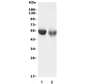 Western blot testing of 1) rat liver and 2) mouse liver lysate with CYP2C19 antibody. Predicted molecular weight ~56 kDa.