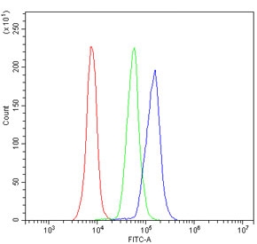 CD4 Antibody for FACS. Flow cytometry analysis of CD4 antibody staining in mouse peripheral blood mononuclear cells (PBMCs) demonstrating detection of CD4 molecule on T helper lymphocytes using a rabbit polyclonal antibody. Lymphocyte-gated cells show a clear CD4-positive population (blue) compared to cells alone (red) and isotype control (green), supporting accurate identification of CD4-expressing T cells for flow cytometry-based rodent T cell profiling and preclinical immune analysis.