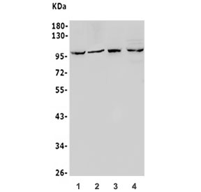 Western blot testing of 1) rat lung, 2) rat PC-12, 3) mouse lung and 4) mouse SP2/0 lysate with HIF2 alpha antibody. Predicted molecular weight ~96 kDa.
