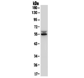 IRF3 Antibody PC-3 WB. Western blot testing of human PC-3 lysate with IRF3 antibody. Predicted molecular weight ~47 kDa.