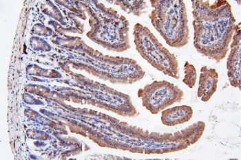 IHC staining of FFPE mouse intestine with ApoER2 antibody. HIER: boil tissue sections in pH8 EDTA for 20 min and allow to cool before testing.