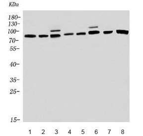Western blot testing of 1) rat brain, 2) rat kidney, 3) rat C6, 4) mouse brain, 5) mouse kidney, 6) mouse Neuro-2a, 7) human K562 and 8) human ThP-1 lysate with PNPT1 antibody. Predicted molecular weight ~86 kDa.