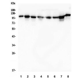 Western blot testing of human 1) HeLa, 2) PC-3, 3) HEK293, 4) A549, 5) Jurkat, 6) ThP-1, 7) rat PC-12 and 8) mouse NIH 3T3 lysate with TRIM28 antibody. Observed molecular weight: 88~110 kDa depending on sumoylation.