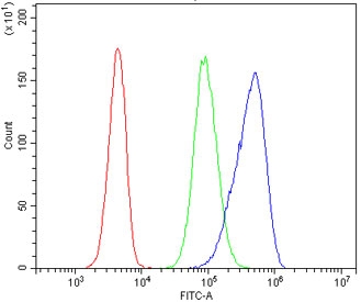ZAP70 Antibody for FACS / Lymphocyte Activation Flow Cytometry Antibody. Flow cytometry analysis of human 293T cells assessing intracellular ZAP70 expression using clone ZAP70/2047 at 1 ug per million cells. Cells were fixed, permeabilized, and blocked with goat sera prior to staining to enable detection of the cytoplasmic kinase Zeta-chain-associated protein kinase 70 (ZAP70), supporting evaluation of activation-associated signaling features outside of classical lymphocyte models. The blue histogram shows a rightward fluorescence shift corresponding to ZAP70 antibody staining, the green histogram represents the isotype control, and the red histogram indicates unstained cells, demonstrating specific intracellular detection of ZAP70 by flow cytometry.
