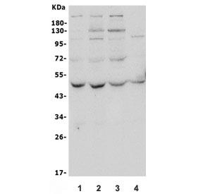 Western blot testing of human 1) HeLa, 2) HepG2, 3) PC-3 and 4) A549 lysate with ATG4A antibody. Predicted molecular weight ~45 kDa, commonly observed between 45-60 kDa.