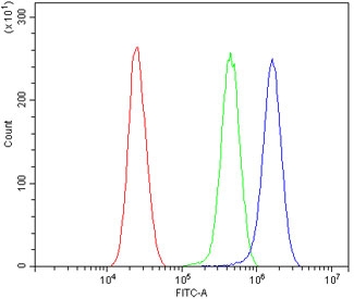 AHR Antibody A549 Cells FACS. Flow cytometric analysis of human A549 cells was performed using an AHR antibody following blocking with goat sera. AHR, also known as Aryl Hydrocarbon Receptor and an Environmental Sensor Protein, is a ligand activated transcription factor that regulates xenobiotic metabolism, inflammatory signaling, and cellular responses to endogenous metabolites. Red histogram: cells alone. Green histogram: isotype control. Blue histogram: AHR antibody. The clear rightward shift of the AHR antibody signal relative to both controls demonstrates specific detection of endogenous AHR expression in A549 cells. These results support the utility of AHR Antibody for studies of toxicology, signal transduction, immune regulation, and environmental sensing pathways.