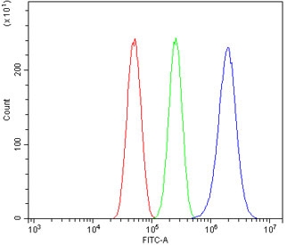 CAMK II alpha Antibody U-87 MG Cell FACS. Flow cytometric analysis of human U-87 MG cells stained with CAMK II alpha antibody at 1 ug/million cells following goat serum blocking. Red: cells alone. Green: isotype control. Blue: CAMK II alpha antibody. The pronounced rightward shift of the antibody-stained population relative to the isotype control demonstrates specific detection of Calcium/Calmodulin Dependent Protein Kinase II Alpha (CAMK2A), a calcium signaling kinase that regulates calcium-dependent signal transduction, synaptic plasticity, protein phosphorylation, and neuronal signaling pathways.