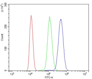 CAMK II alpha Antibody ANA-1 Cell FACS. Flow cytometric analysis of mouse ANA-1 cells stained with CAMK II alpha antibody at 1 ug/million cells following goat serum blocking. Red: cells alone. Green: isotype control. Blue: CAMK II alpha antibody. The rightward shift of the antibody-stained population relative to the isotype control demonstrates specific detection of Calcium/Calmodulin Dependent Protein Kinase II Alpha (CAMK2A), a calcium signaling kinase that regulates calcium-dependent signal transduction, protein phosphorylation, synaptic plasticity, and neuronal signaling pathways.