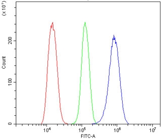 CAMK II alpha Antibody NRK Cell FACS. Flow cytometric analysis of rat NRK cells stained with CAMK II alpha antibody at 1 ug/million cells following goat serum blocking. Red: cells alone. Green: isotype control. Blue: CAMK II alpha antibody. The pronounced rightward shift of the antibody-stained population relative to the isotype control demonstrates specific detection of Calcium/Calmodulin Dependent Protein Kinase II Alpha (CAMK2A), a calcium signaling kinase that regulates calcium-dependent signal transduction, protein phosphorylation, synaptic plasticity, and downstream cellular signaling pathways.