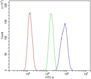 CCNE1 Antibody FACS. Flow cytometry testing of human SiHa cells with CCNE1 antibody at 1ug/million cells (blocked with goat sera); Red=cells alone, Green=isotype control, Blue= CCNE1 antibody.
