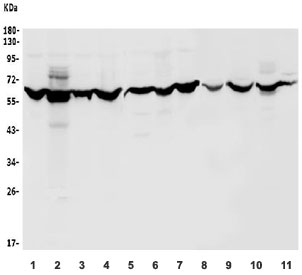 Western blot testing of human 1) HeLa, 2) U-2 OS, 3) PC-3, 4) 22RV1, 5) A549, 6) COLO-320, 7) SW620, 8) rat brain, 9) rat RH35, 10) mouse HEPA1-6 and 11) mouse NIH 3T3 lysate with CLK2 antibody. Predicted molecular weight ~60 kDa.
