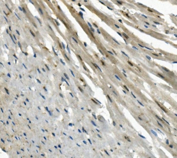 IHC staining of FFPE mouse heart with EAPP antibody. HIER: boil tissue sections in pH8 EDTA for 20 min and allow to cool before testing.