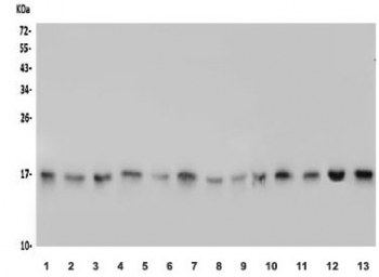 Western blot testing of rat 1) brain, 2) spleen, 3) kidney and mouse 4) brain, 5) spleen, 6) kidney, 7) NIH 3T3, 8) RAW264.7 and human 9) HEK293, 10) A549, 11) HeLa, 12) Raji and 13) Caco-2 lysate with TTC11 antibody. Predicted molecular weight ~17 kDa.