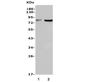 Western blot testing of 1) rat testis and 2) mouse testis lysate with USP44 antibody. Predicted molecular weight ~81 kDa.