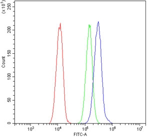 Flow cytometry testing of human A549 cells with ATP11C antibody at 1ug/million cells (blocked with goat sera); Red=cells alone, Green=isotype control, Blue= ATP11C antibody.