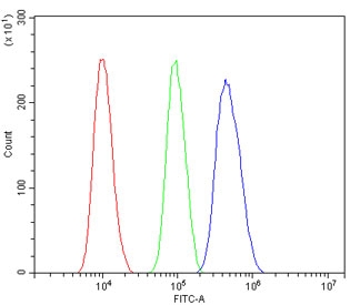 Flow cytometry testing of human SiHa cells with ChAT antibody at 1ug/million cells (blocked with goat sera); Red=cells alone, Green=isotype control, Blue= ChAT antibody.