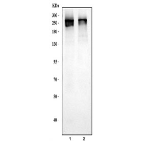 Western blot testing of 1) monkey COS-7 and 2) human SiHa cell lysate with CHD2 antibody. Predicted molecular weight ~211 kDa, commonly observed from 211-260 kDa.