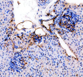 IHC staining of FFPE mouse kidney tissue with Cd31 antibody, HRP-secondary and DAB substrate. HIER: boil tissue sections in pH8 EDTA for 20 min and allow to cool before testing.
