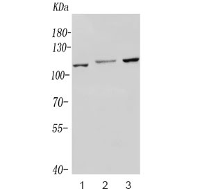 Western blot testing of human 1) ThP-1, 2) U-2 OS and 3) HeLa lysate with NOD1 antibody. Predicted molecular weight: ~107 kDa.