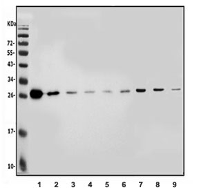 Western blot testing of human 1) K562, 2) PC-3, 3) HepG2, 4) HEK293, 5) A549, 6) U-87 MG, 7) rat liver, 8) rat kidney and 9) mouse kidney lysate with CMBL antibody. Predicted molecular weight ~28 kDa.