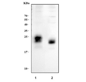 Western blot testing of human 1) T-47D and 2) HeLa cell lysate with Mucin 1 antibody. Instead of the theoretical 122 kDa precursor size, the antibody detects a prominent band at approximately 20 to 25 kDa in both cell lines, consistent with the C terminal transmembrane fragment of MUC1 that remains after autocatalytic cleavage of the full length, heavily glycosylated mucin precursor.