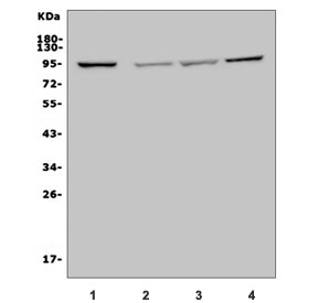 Western blot testing of human 1) Jurkat, 2) K562, 3) HepG2 and 4) HEK293 cell lysate with MAP4K5 antibody. Predicted molecular weight ~95 kDa.