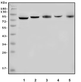 Western blot testing of human 1) HL60, 2) HEK293, 3) K562, 4) Jurkat and 5) Raji cell lysate with Apc5 antibody. Predicted molecular weight ~85 kDa.