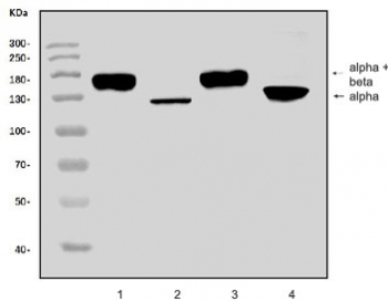Western blot testing of 1) rat liver, 2) rat plasma, 3) mouse liver and 4) mouse plasma lysate with Complement C3 antibody. Expected molecular weight: ~185 kDa (alpha + beta chain), ~110 kDa (alpha chain), ~70 kDa (beta chain).