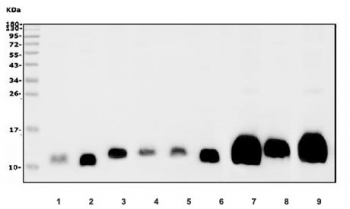 Western blot testing of human 1) placenta, 2) Jurkat, 3) SH-SY5Y, 4) U-87 MG, 5) PC-3, 6) HL60, 7) rat brain, 8) rat C6 and 9) mouse brain lysate with GNG2 antibody. Predicted molecular weight ~12 kDa.