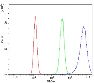 GNG4 Antibody for FACS. Flow cytometry analysis in human 293T cells. Cells were stained with GNG4 antibody at 1 ug per million cells following blocking with goat sera. Red histogram represents unstained cells, green indicates isotype control, and blue shows GNG4 Antibody staining with a clear rightward shift, demonstrating specific detection of G protein subunit gamma 4 / GNG4 expression. This pattern supports the presence of GNG4 in human cells and highlights its role in GPCR-associated signaling pathways relevant to cellular communication and signal transduction.