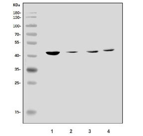 Western blot testing of human 1) Caco-2, 2) HEK293, 3) HL60 and 4) monkey kidney lysate with Kir5.1 antibody. Predicted molecular weight ~48 kDa