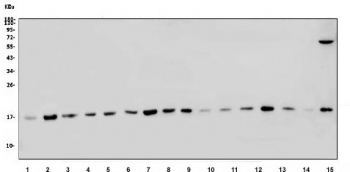 Western blot testing of human 1) HeLa, 2) HL60, 3) HepG2, 4) U937, 5) Jurkat, 6) Raji, 7) ThP-1, 8) K562, 9) rat testis, 10) rat lung, 11) rat liver, 12) rat pancreas, 13) mouse testis, 14) mouse lung, 15) mouse liver and 16) mouse HEPA1-6 lysate with LSM8 antibody. Predicted molecular weight ~11 kDa.