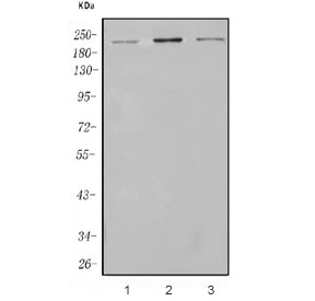 Western blot testing of human 1) HeLa, 2) Jurkat and 3) SH-SY5Y cell lysate with RAPGEF2 antibody. Predicted molecular weight ~167 kDa, observed at 200-220 kDa.