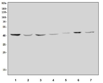 Western blot testing of 1) human MCF7, 2) human HepG2, 3) rat pancreas, 4) rat stomach, 5) rat PC-12, 6) mouse lung and 7) mouse RAW264.7 lysate with TMPRSS3 antibody. Predicted molecular weight ~48 kDa.