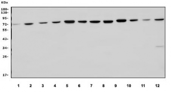 Western blot testing of 1) human SH-SY5Y, 2) human U-87 MG, 3) human HeLa, 4) human Caco-2, 5) rat brain, 6) rat lung, 7) rat liver, 8) rat C6, 9) mouse brain, 10) mouse lung, 11) mouse liver and 12) mouse Neuro-2a lysate with WASL antibody. Predicted molecular weight ~65 kDa.