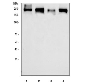 Western blot testing of human 1) HeLa, 2) K562, 3) Jurkat and 4) HepG2 cell lysate with CDK12 antibody. Predicted molecular weight ~164 kDa but commonly observed at 164-205 kDa depending on the degree of protein modification.