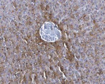 GCHFR Antibody Mouse Liver IHC. Immunohistochemistry analysis of FFPE mouse liver tissue stained with GCHFR Antibody demonstrates diffuse cytoplasmic HRP-DAB brown staining throughout hepatocyte-associated cellular populations, consistent with the role of GTP cyclohydrolase I feedback regulator / GCHFR in tetrahydrobiopterin metabolism and nitric oxide-associated metabolic signaling pathways. The observed hepatic staining profile aligns with the intracellular cofactor regulatory function of GCHFR in metabolic homeostasis and redox-associated cellular regulation. HIER: boil tissue sections in pH 8 EDTA for 20 min and allow to cool before testing.
