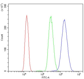 GCHFR Antibody HL60 FACS. Flow cytometry analysis of HL60 cells stained with GCHFR Antibody demonstrates a clear rightward shift of the positive cell population relative to the isotype control, consistent with detection of GTP cyclohydrolase I feedback regulator / GCHFR expression in metabolically active hematopoietic-derived cells. Blue=GCHFR antibody, Green=isotype control, Red=cells alone control. The observed staining profile aligns with the role of GCHFR in tetrahydrobiopterin metabolism, nitric oxide-associated signaling, and intracellular cofactor regulatory pathways.