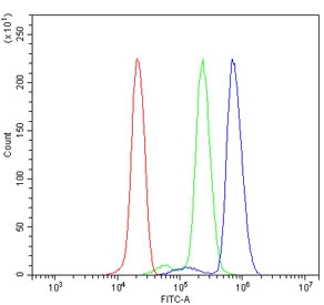 Flow cytometry testing of human U937 cells with GNG7 antibody at 1ug/million cells (blocked with goat sera); Red=cells alone, Green=isotype control, Blue= GNG7 antibody.