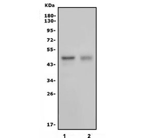 Western blot testing of human 1) HeLa and 2) T-47D cell lysate with HOXC10 antibody. Expected molecular weight: 38-50 kDa.
