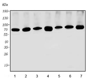 Western blot testing of human 1) PC-3, 2) HepG2, 3) A549, 4) HEK293, 5) HeLa, 6) Caco-2 and 7) K562 cell lysate with METTL3 antibody. Predicted molecular weight ~75 kDa.