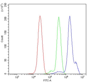 NALP3 Antibody ThP-1 FACS. Flow cytometry analysis of human ThP-1 cells stained with NALP3 Antibody (blue). Cells alone are shown in red and isotype control cells in green. The distinct fluorescence shift supports detection of endogenous NLRP3 / NALP3 / Cryopyrin expression in ThP-1 monocytic cells, consistent with the established role of this innate immune signaling protein in inflammasome activation, inflammatory regulation, cytokine maturation, and pyroptosis-associated cellular pathways.