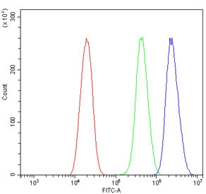 Flow cytometry testing of human U-2 OS cells with LXR beta antibody at 1ug/million cells (blocked with goat sera); Red=cells alone, Green=isotype control, Blue= LXR beta antibody.