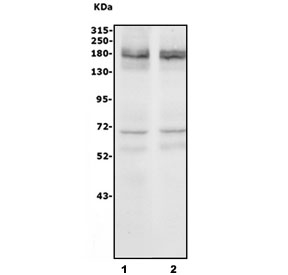 Western blot testing of 1) rat brain and 2) mouse brain lysate with NRXN3 antibody. Predicted molecular weight ~185 kDa.