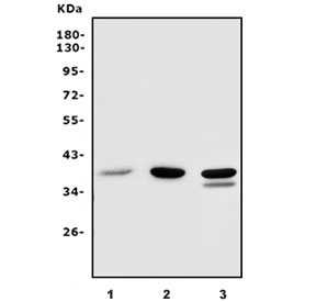 Western blot testing of 1) human HeLa, 2) human HepG2 and 3) mouse NIH 3T3 lysate with PCBP1 antibody. Predicted molecular weight ~38 kDa.
