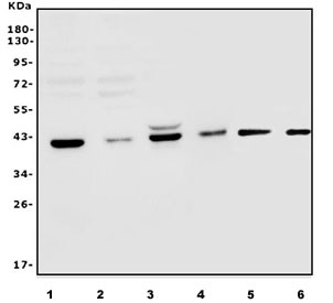Western blot testing of human 1) T-47D, 2) HepG2, 3) HL60, 4) A549, 5) rat brain and 6) mouse brain lysate with PCBP2 antibody. Predicted molecular weight ~39 kDa.