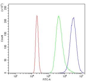 TIGIT Antibody RAW264.7 FACS. Flow cytometry analysis of mouse RAW264.7 cells using TIGIT Antibody shows a clear rightward shift in fluorescence intensity compared to cells alone and isotype control, indicating TIGIT expression on the cell surface consistent with its role as an immune checkpoint receptor, and supporting broad epitope detection across immune cell populations.